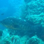 A large dusky grouper, with a dark white-spotted body and a golden belly, swims left along a rock wall lined with white gorgonians, with two Mediterranean chromis in the blue.