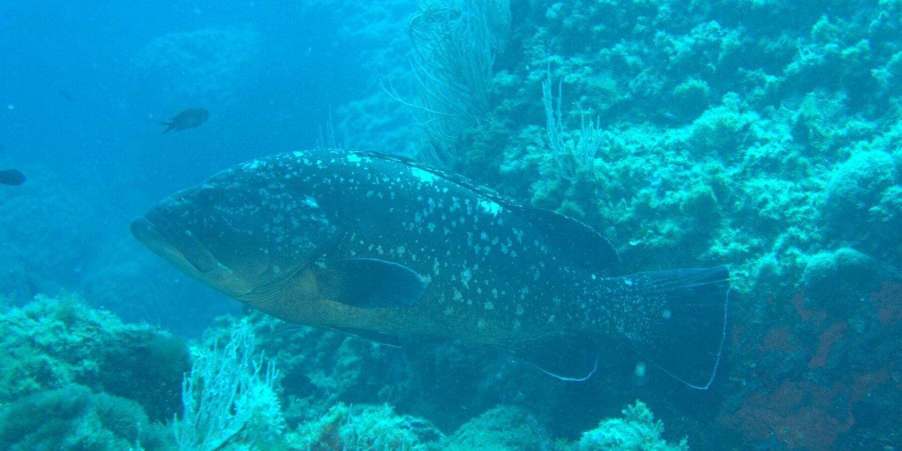A large dusky grouper, with a dark white-spotted body and a golden belly, swims left along a rock wall lined with white gorgonians, with two Mediterranean chromis in the blue.