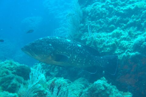 A large dusky grouper, with a dark white-spotted body and a golden belly, swims left along a rock wall lined with white gorgonians, with two Mediterranean chromis in the blue.