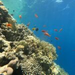 A wall of fire coral and hard corals with anthias and damselfish, sunlight shining through the surface