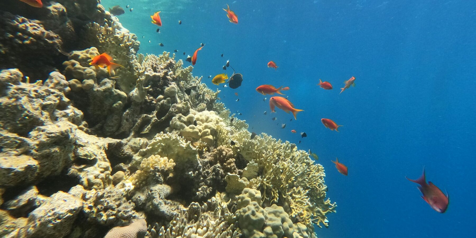 A wall of fire coral and hard corals with anthias and damselfish, sunlight shining through the surface