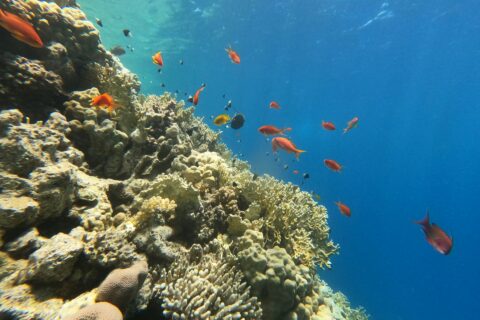 A wall of fire coral and hard corals with anthias and damselfish, sunlight shining through the surface