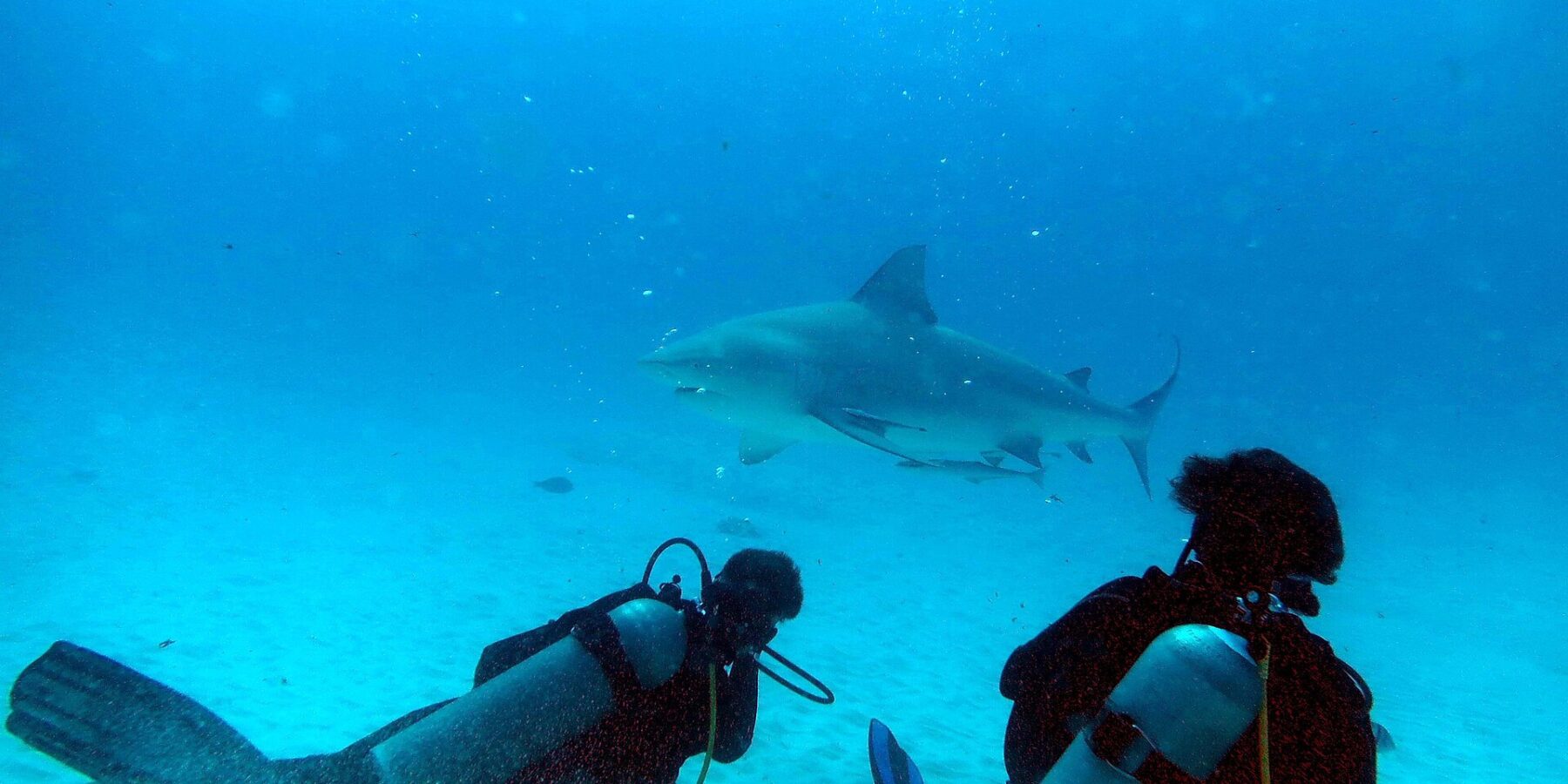 Two divers kneeling on the sand watch a bull shark passing in front of them in turquoise blue water, off Playa del Carmen
