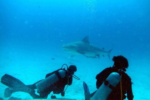 Two divers kneeling on the sand watch a bull shark passing in front of them in turquoise blue water, off Playa del Carmen