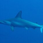 A scalloped hammerhead in profile in deep blue water, with its scalloped hammer-shaped head and tall dorsal fin