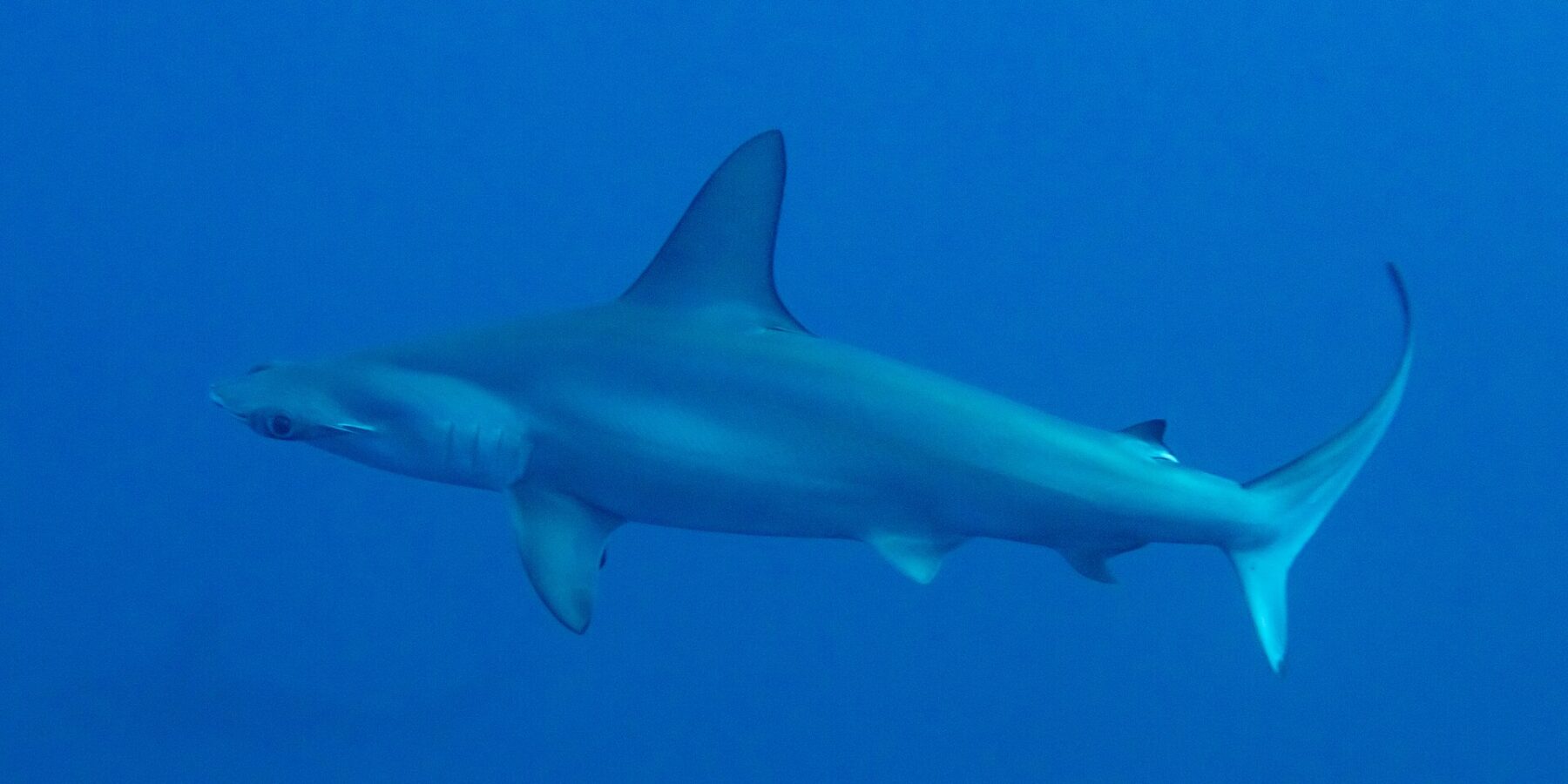 A scalloped hammerhead in profile in deep blue water, with its scalloped hammer-shaped head and tall dorsal fin