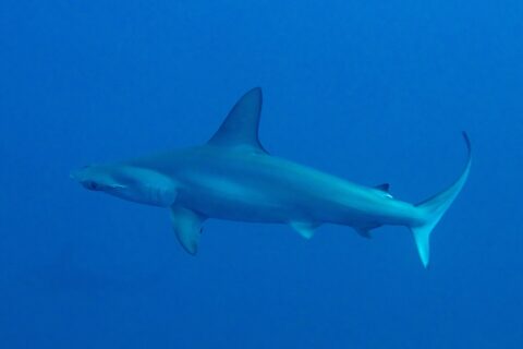 A scalloped hammerhead in profile in deep blue water, with its scalloped hammer-shaped head and tall dorsal fin