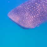 The head and back of a whale shark covered in white dots, seen from the side just below the surface, in bright blue water