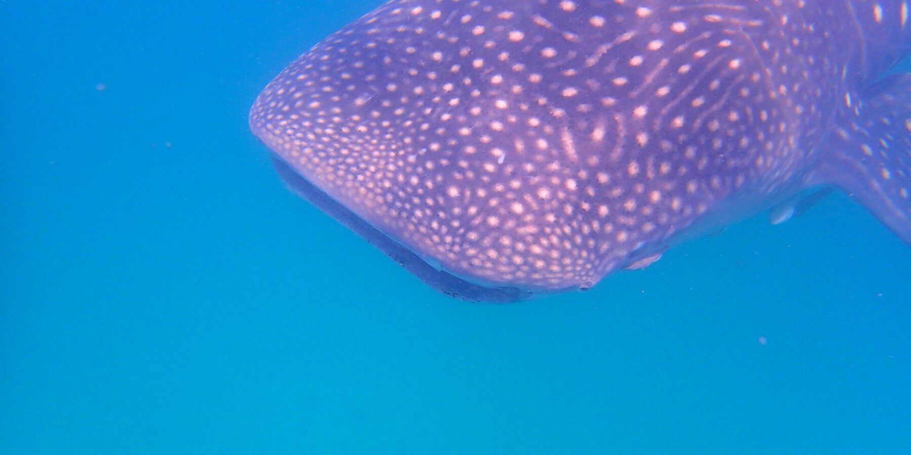 The head and back of a whale shark covered in white dots, seen from the side just below the surface, in bright blue water