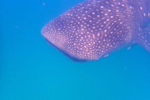 The head and back of a whale shark covered in white dots, seen from the side just below the surface, in bright blue water