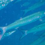 A chevron barracuda with a silvery blue body, its flanks marked with V-shaped bands, darts diagonally to the right in the middle of its school, in blue water full of particles