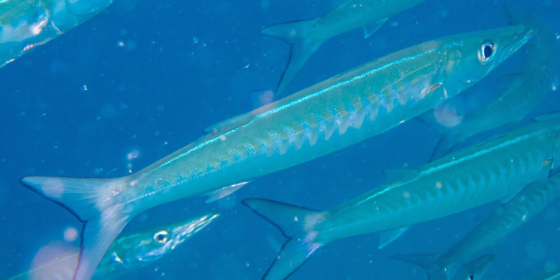 A chevron barracuda with a silvery blue body, its flanks marked with V-shaped bands, darts diagonally to the right in the middle of its school, in blue water full of particles