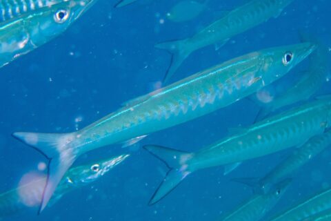 A chevron barracuda with a silvery blue body, its flanks marked with V-shaped bands, darts diagonally to the right in the middle of its school, in blue water full of particles