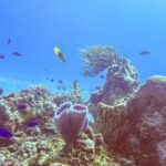 A reef in the Cozumel park: a purple azure vase sponge in the foreground, a barrel sponge, a sea fan and small blue fish in bright blue water