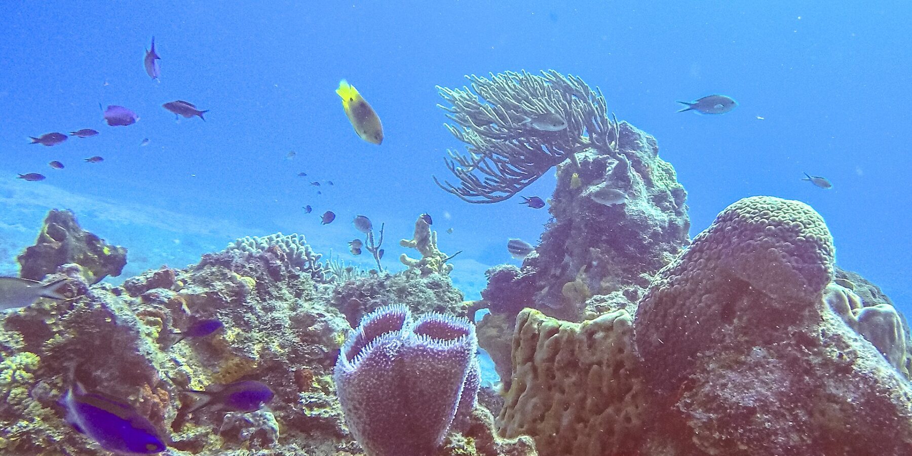 A reef in the Cozumel park: a purple azure vase sponge in the foreground, a barrel sponge, a sea fan and small blue fish in bright blue water