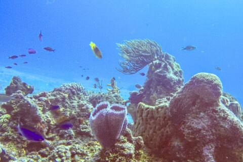 A reef in the Cozumel park: a purple azure vase sponge in the foreground, a barrel sponge, a sea fan and small blue fish in bright blue water