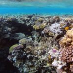 A garden of hard corals and fire coral a few meters below the surface, a butterflyfish in the foreground