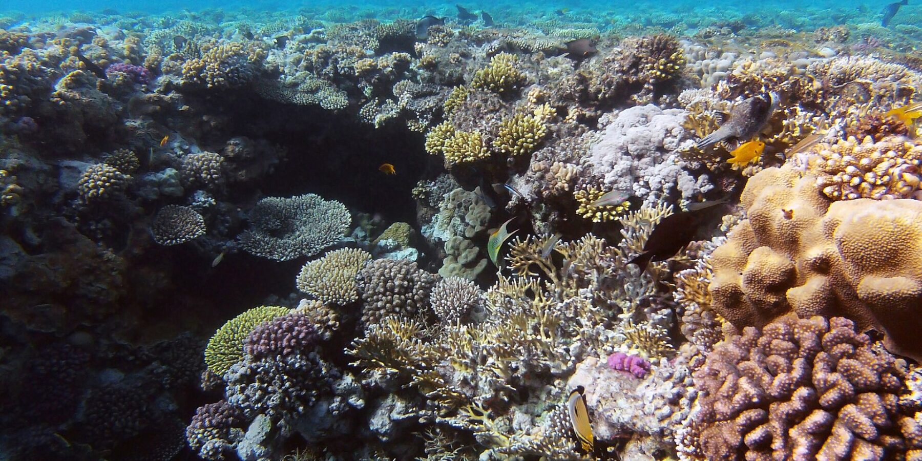 A garden of hard corals and fire coral a few meters below the surface, a butterflyfish in the foreground