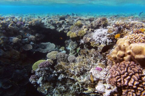 A garden of hard corals and fire coral a few meters below the surface, a butterflyfish in the foreground