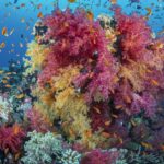 A cluster of pink and yellow soft corals covered in orange anthias, on a Red Sea reef