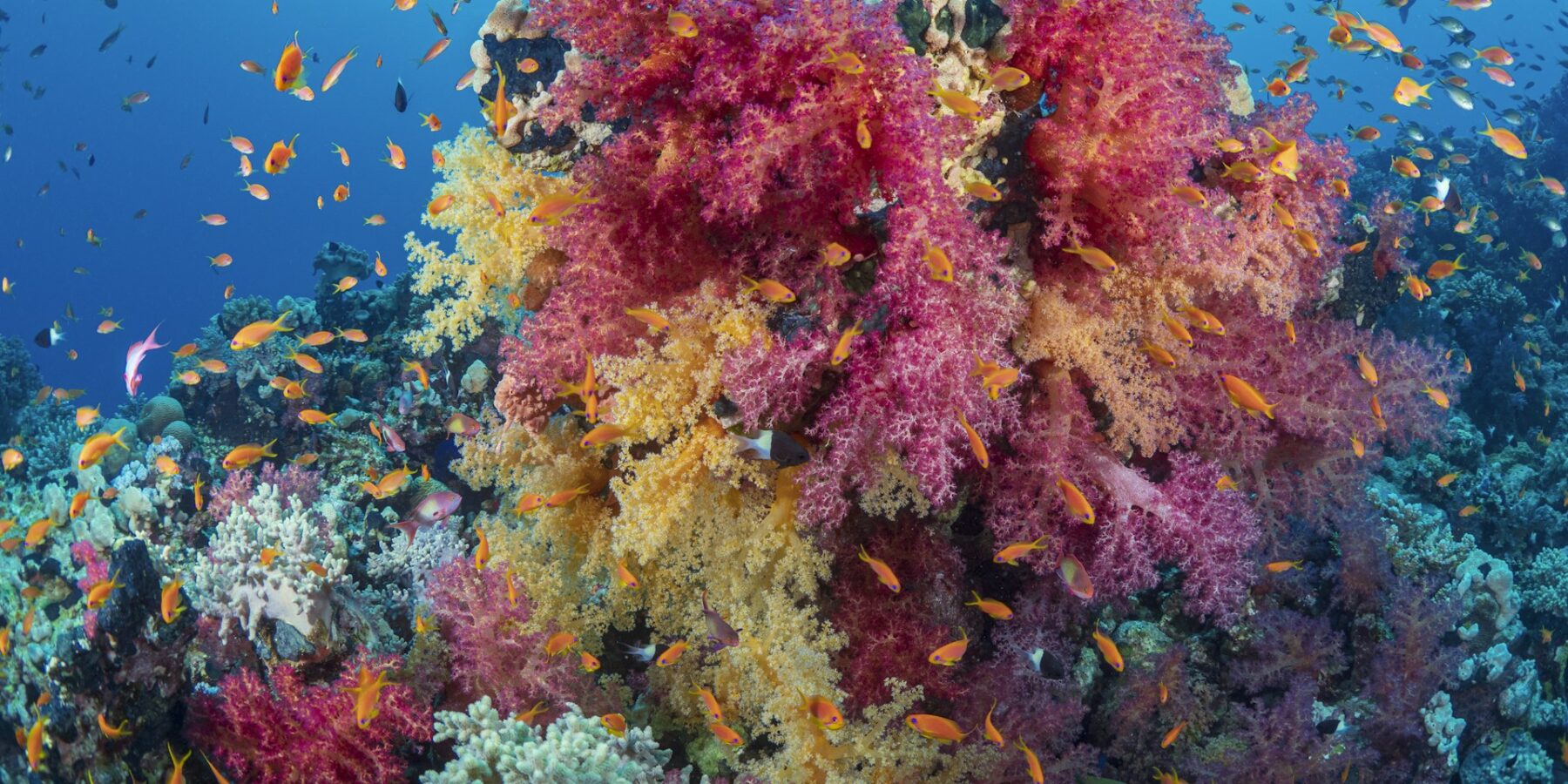 A cluster of pink and yellow soft corals covered in orange anthias, on a Red Sea reef