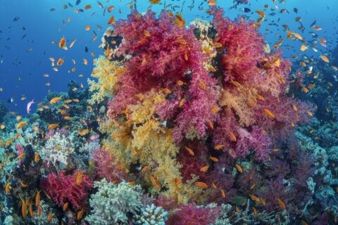 A cluster of pink and yellow soft corals covered in orange anthias, on a Red Sea reef