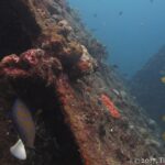 The Liberty's hull covered in pink and brown encrusting corals, a blue-ringed angelfish along the plating and yellow butterflyfish in the blue