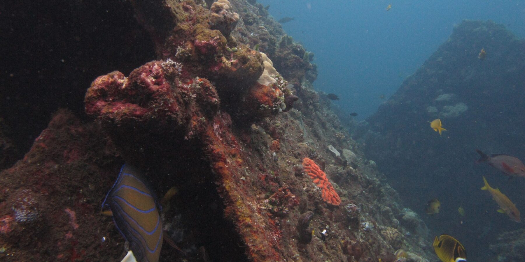The Liberty's hull covered in pink and brown encrusting corals, a blue-ringed angelfish along the plating and yellow butterflyfish in the blue