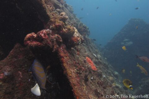 The Liberty's hull covered in pink and brown encrusting corals, a blue-ringed angelfish along the plating and yellow butterflyfish in the blue