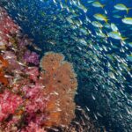 A wall of pink soft corals and an orange sea fan at Richelieu Rock, in front of a cloud of glassfish and a school of yellowtail fusiliers in the blue
