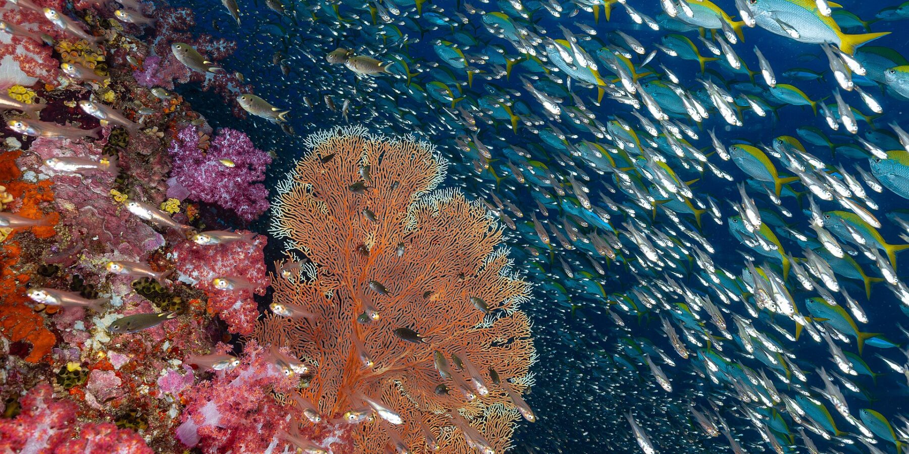 A wall of pink soft corals and an orange sea fan at Richelieu Rock, in front of a cloud of glassfish and a school of yellowtail fusiliers in the blue