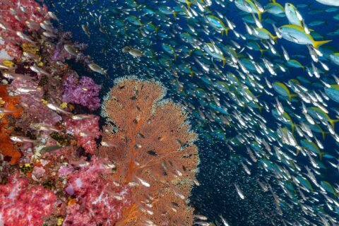 A wall of pink soft corals and an orange sea fan at Richelieu Rock, in front of a cloud of glassfish and a school of yellowtail fusiliers in the blue