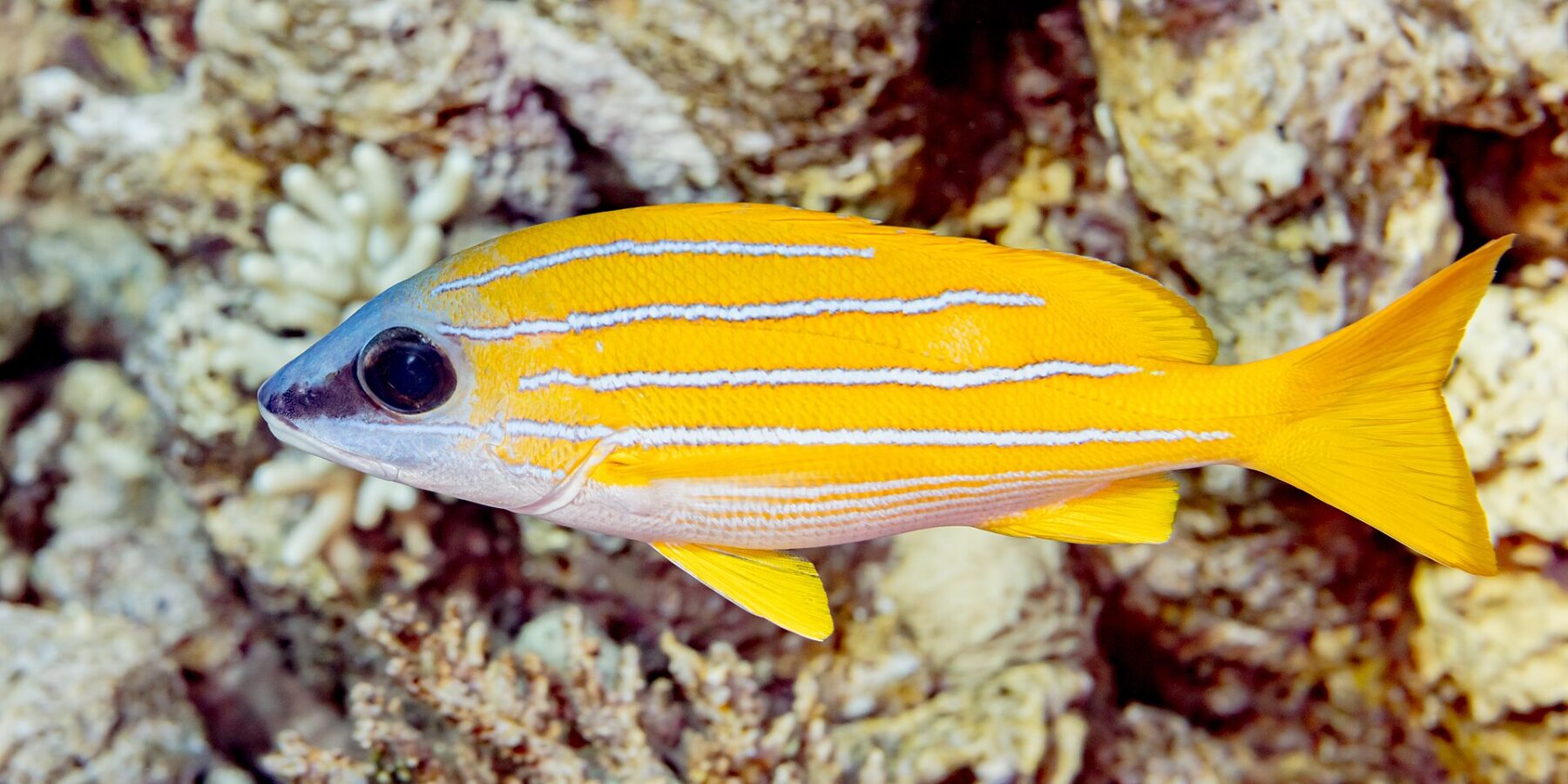 A bluestripe snapper in profile in front of the reef, its bright yellow body striped along its full length with four pale blue lines, white belly and yellow fins