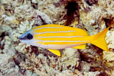 A bluestripe snapper in profile in front of the reef, its bright yellow body striped along its full length with four pale blue lines, white belly and yellow fins