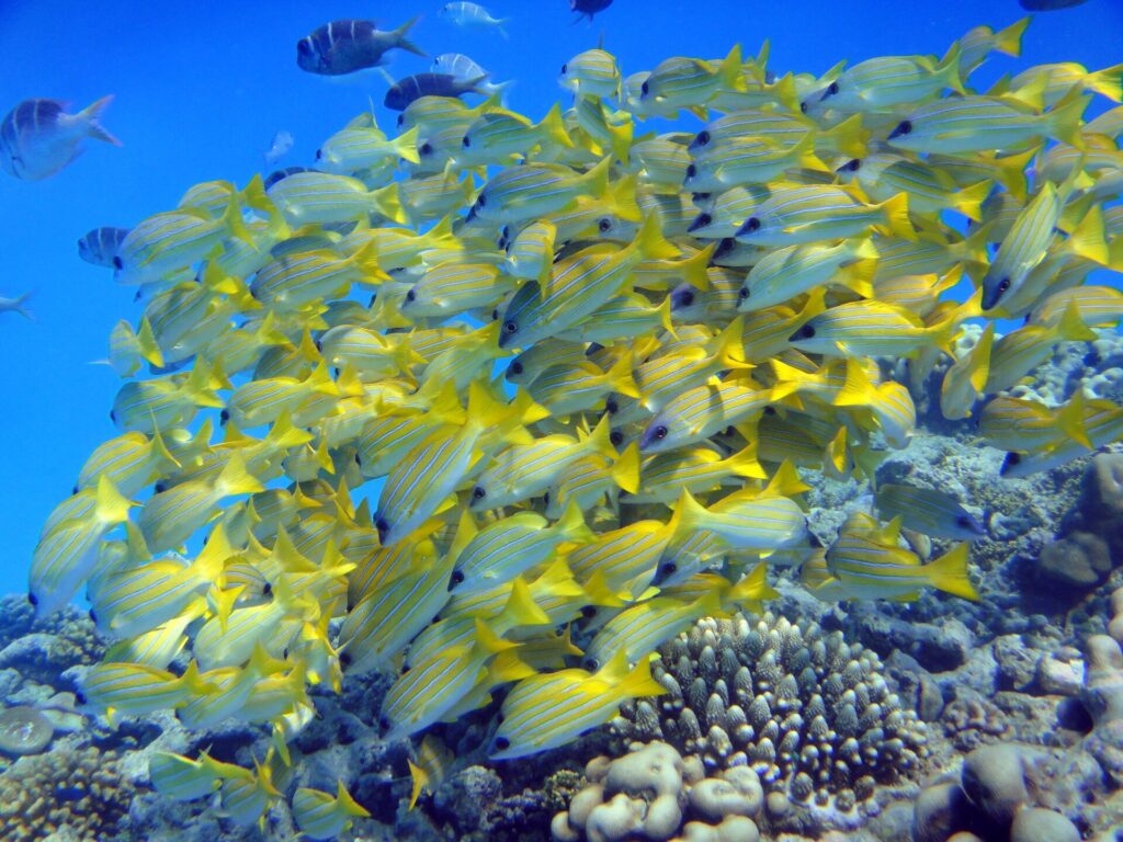 A tight school of bluestripe snappers, yellow with blue stripes, massed above the corals in blue water