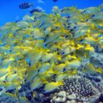 A tight school of bluestripe snappers, yellow with blue stripes, massed above the corals in blue water