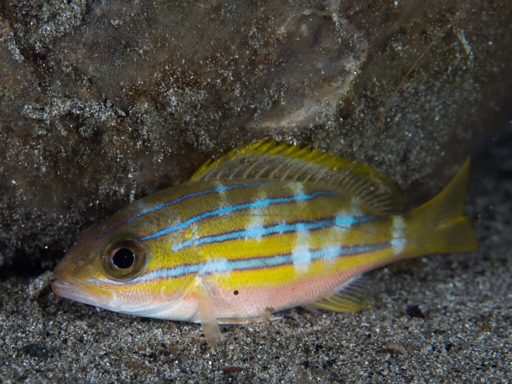 A bluestripe snapper resting alone on the sand at the foot of a rock, its blue lines broken by pale vertical patches, its belly pinkish