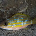 A bluestripe snapper resting alone on the sand at the foot of a rock, its blue lines broken by pale vertical patches, its belly pinkish