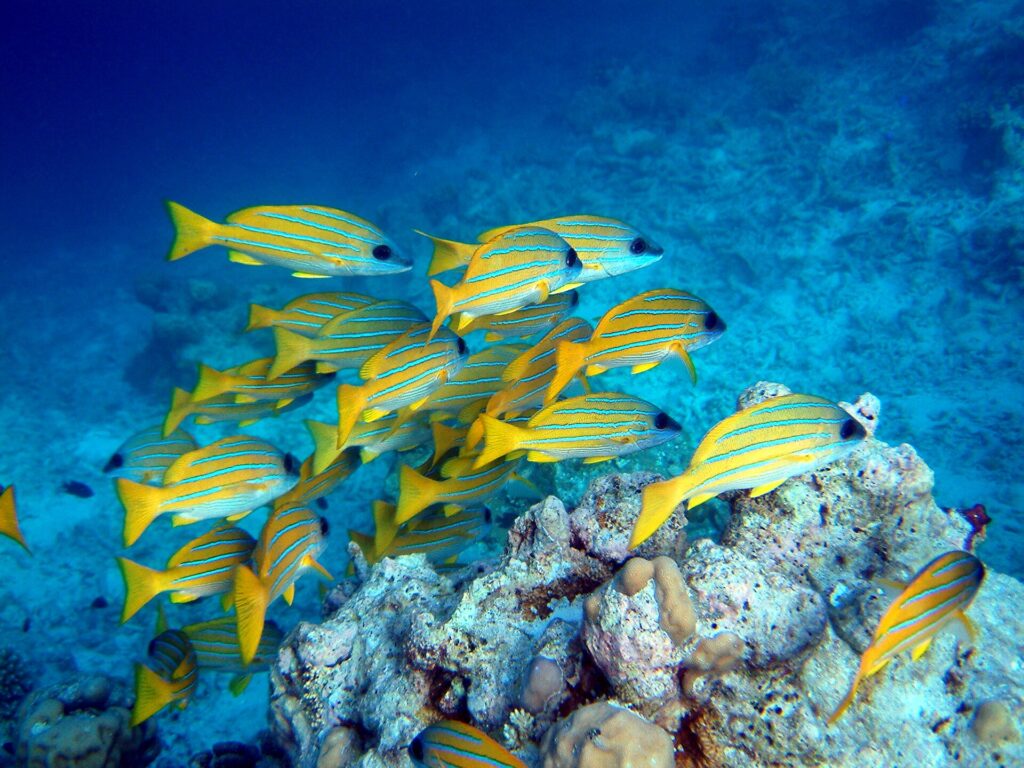 A school of blue-striped yellow snappers above a coral block, over pale sand