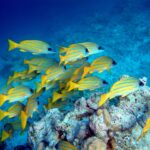 A school of blue-striped yellow snappers above a coral block, over pale sand
