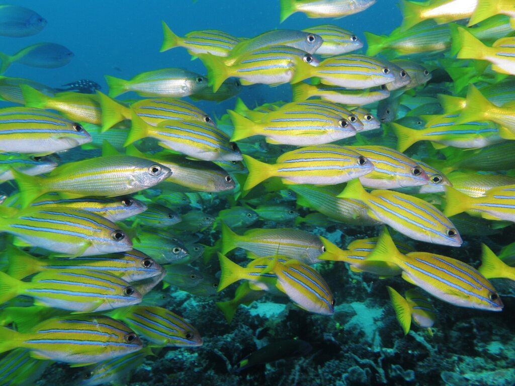 A dense school of bright yellow snappers striped with blue, mixed with a few silver snappers, swimming to the right above a dark reef and filling the frame.