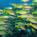 A dense school of bright yellow snappers striped with blue, mixed with a few silver snappers, swimming to the right above a dark reef and filling the frame.