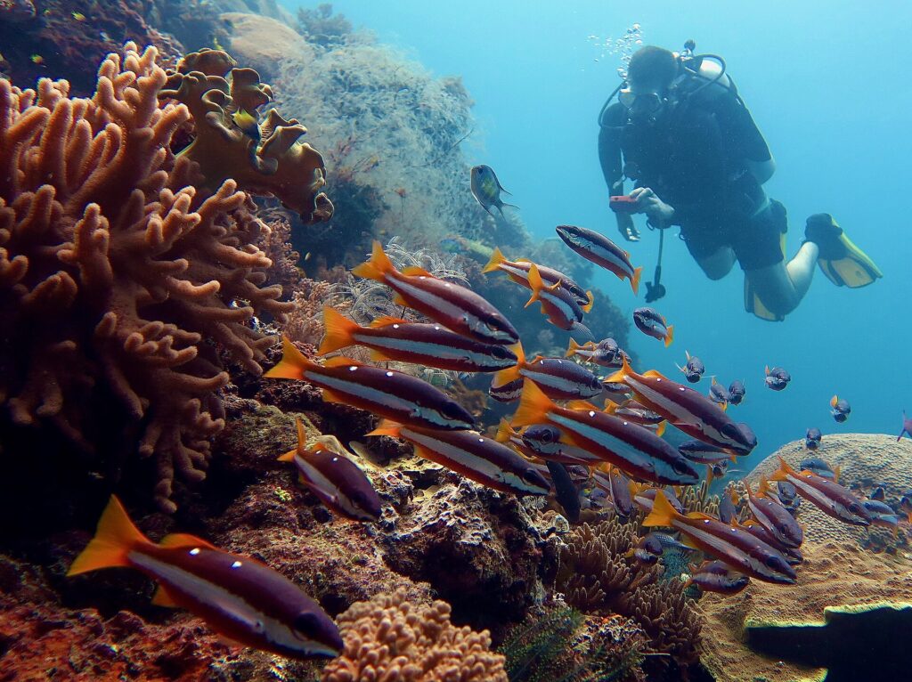 A school of red-brown snappers striped with white, with orange-yellow tails, swimming past orange soft corals, watched by a diver with yellow fins holding a red camera.