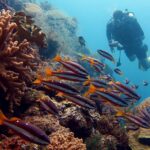 A school of red-brown snappers striped with white, with orange-yellow tails, swimming past orange soft corals, watched by a diver with yellow fins holding a red camera.