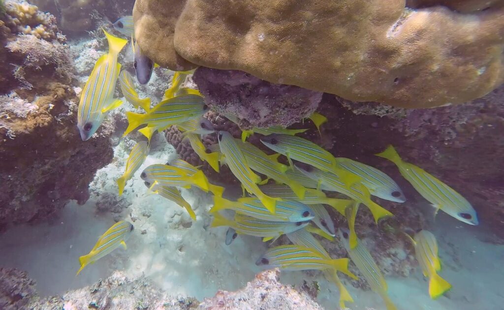 A school of yellow snappers with thin blue stripes shelters under a large block of brown coral, above a white sand bottom.
