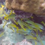 A school of yellow snappers with thin blue stripes shelters under a large block of brown coral, above a white sand bottom.